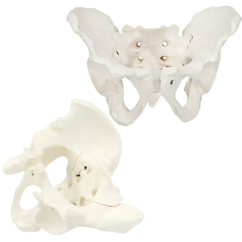 

1:2 Size Pelvis Mini Pelvis Model Movable Femur Heads Elastic Hip Bone Anatomical Model Flexible Educational Tool