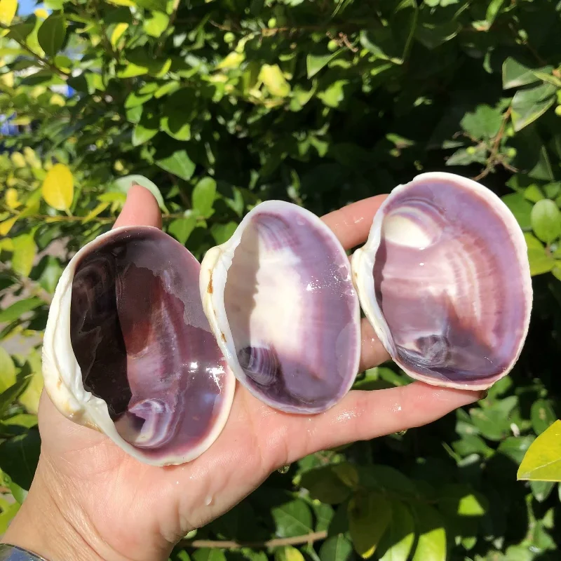 Purple Clam Natural Conch Scalloped Shell, Fish Tank Decorations, Home