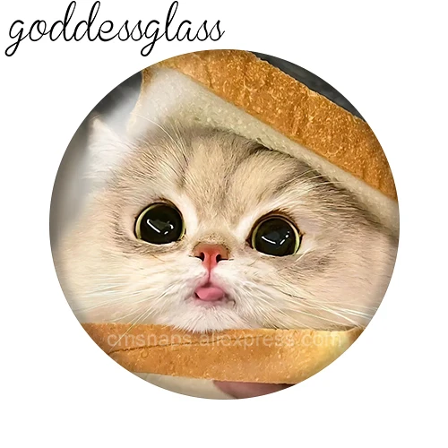 مضحك القط الوجه جميل الحيوانات الأليفة الحب القطط 10 قطعة 12 مللي متر/18 مللي متر/20 مللي متر صورة مستديرة الزجاج كابوشون ظهر مسطح صنع النتائج أزرار إطباقية ذاتية الصنع