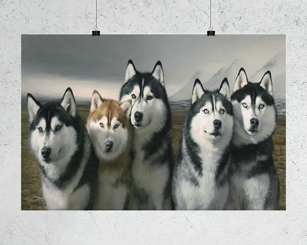 H135 Siberian Husky Wall Sticker Silk Poster Art Home Decoration