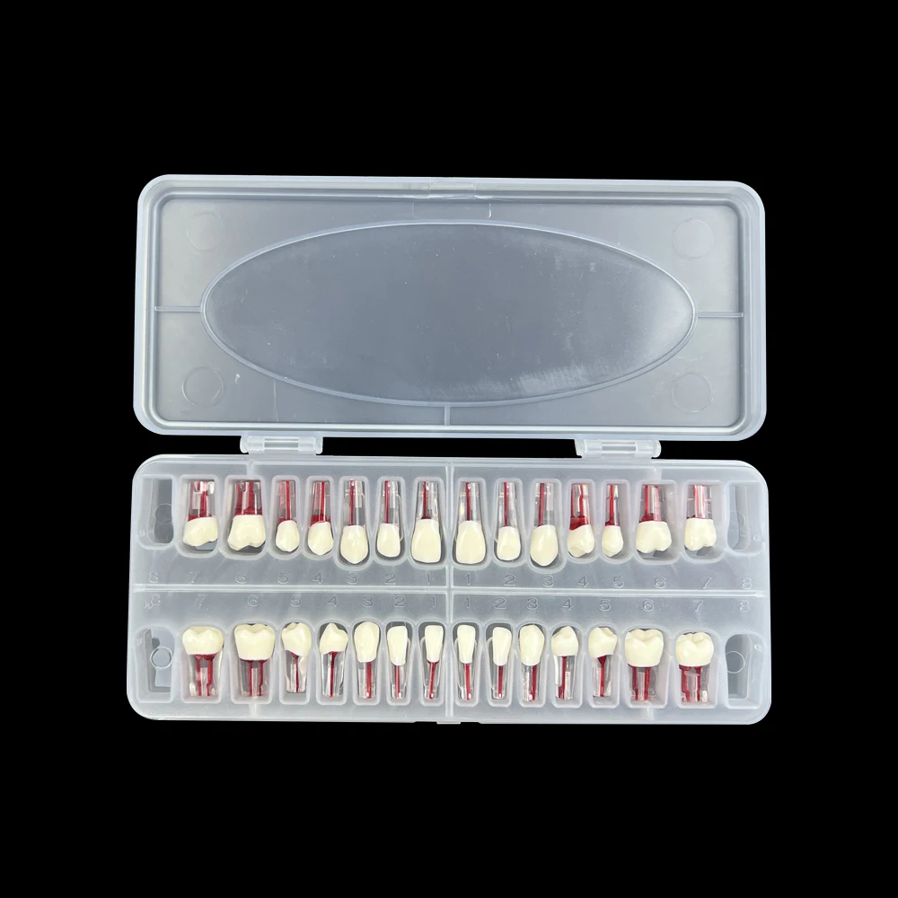 28pcs/set Endodontic Teeth Model Dental Practice Training Root Canal Model RCT Pulp Cavity Endo Teeth Block Dentistry Product