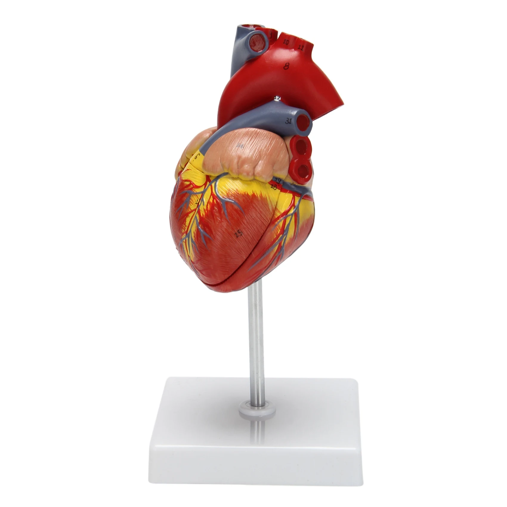 1: 1 Human Heart Model, Anatomically Accurate Heart Model Life Size Human Skeleton Anatomy For Science Classroom Study Display