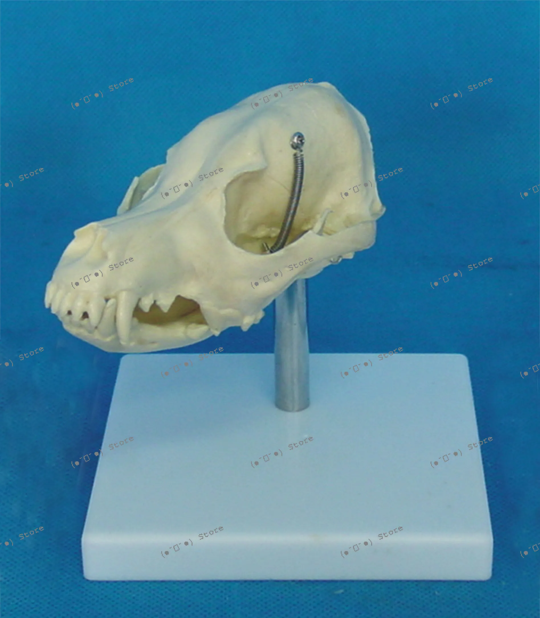 

Dog Skull Model Animal Skeleton Veterinary Teaching Medical Model Canine Teaching Pet Model Animal Husbandry