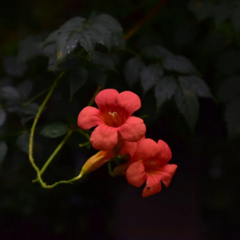 

Rear Gearbox Gear Bearing Set for LOSI Micro-B 1/24 RC Car Metal Upgrade OP Accessories Parts