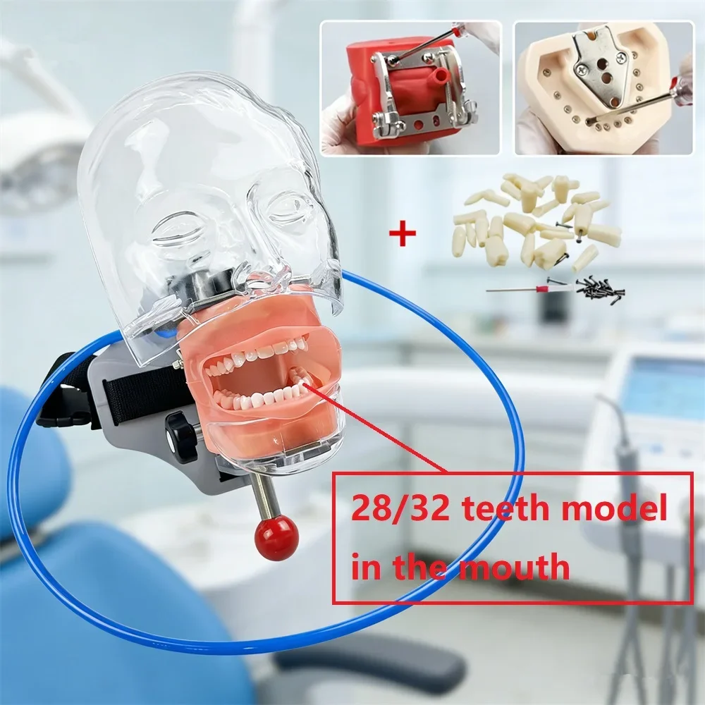 Dental Phantom Head Model With 28/32 Replacement Teeth Dentistry Simulator Typodont Equipment For Dentist Teaching Studying Hot
