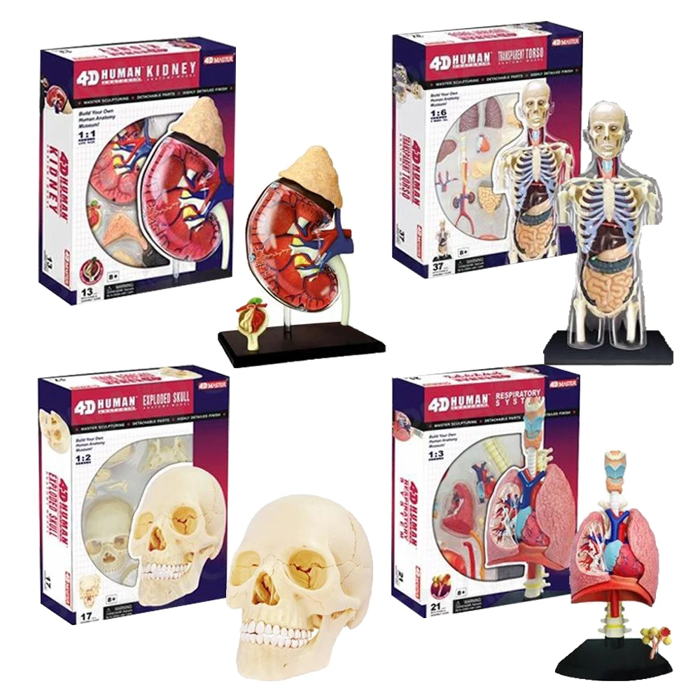 

4D MASTER Human Body Anatomy Toy DIY Assembly Science Oral Colored Skull Puzzle-style Good for Learning Human Body Structures
