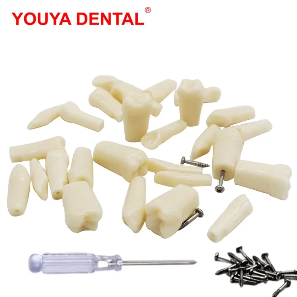 Teeth Model For Dental Technician Training Dental Model Practice Typodont Gum Teeth Jaw Models Dentist Studying Teaching Product