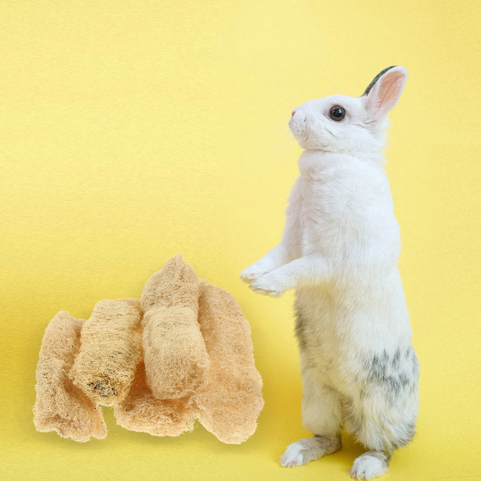 

5pcs Natural Loofah Pet Toys 13 22cm for Tooth Cleaning Bath Tools Small Animal Dog Chewing Gourd Care Scrubber Pet Supplies