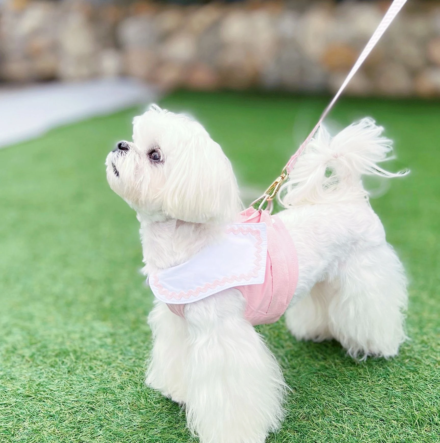 Spring and Summer Ins Short Chest Back College Shirt Cat Dog Ice Cream Color Breathable Leash Strap Cute Cat Leash Dog Leash