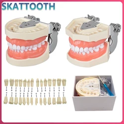28/32pcs Teeth Model Dental Teaching Model Soft Gum Teeth Resin Typodont Teeth Model for Dentist Practice Studying Dentist Tools