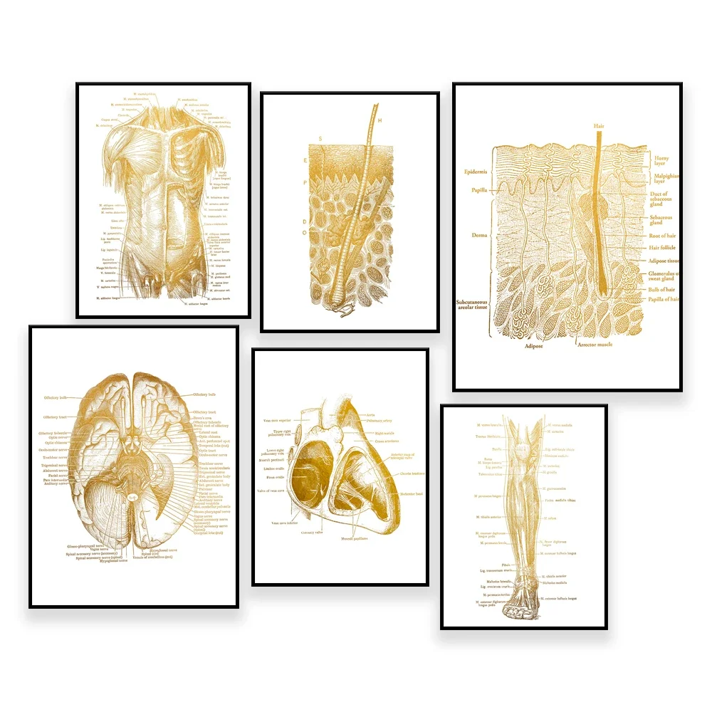 

Human Body Anatomy Massage Therapy Gift Print - Anatomy Art - Physical Therapy - Physical Therapist Gifts - Gym Wall Art