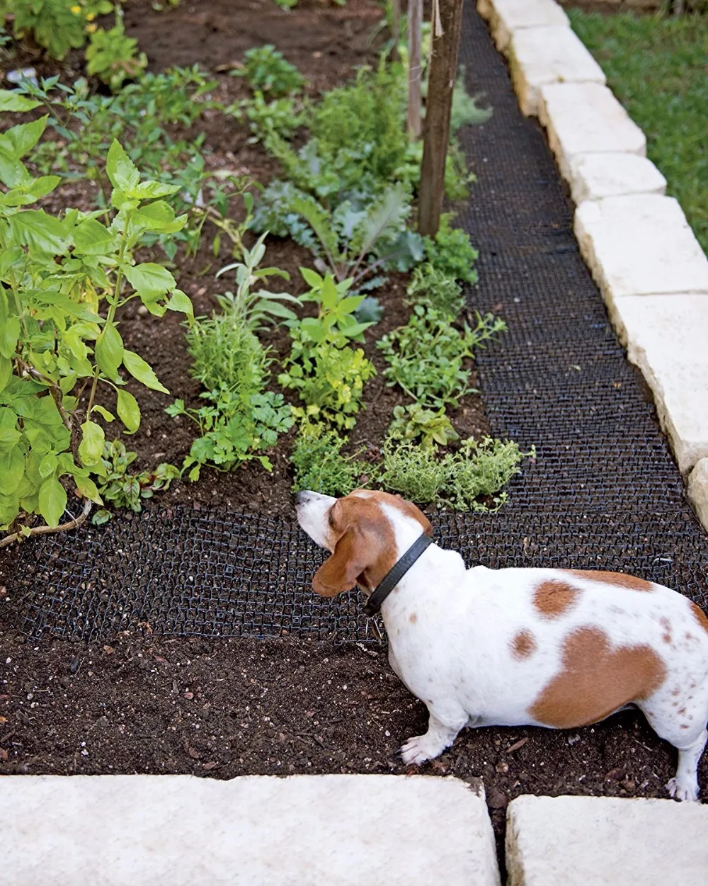 Katzenkotmatte weiß -4 m x 0,28 m, Anti-Katzen-Netzwerk mit Spikes, Garten-Grabstopper – Haustier-Hund-Katzen-Abschreckungsmatte für drinnen und draußen – Detail 14