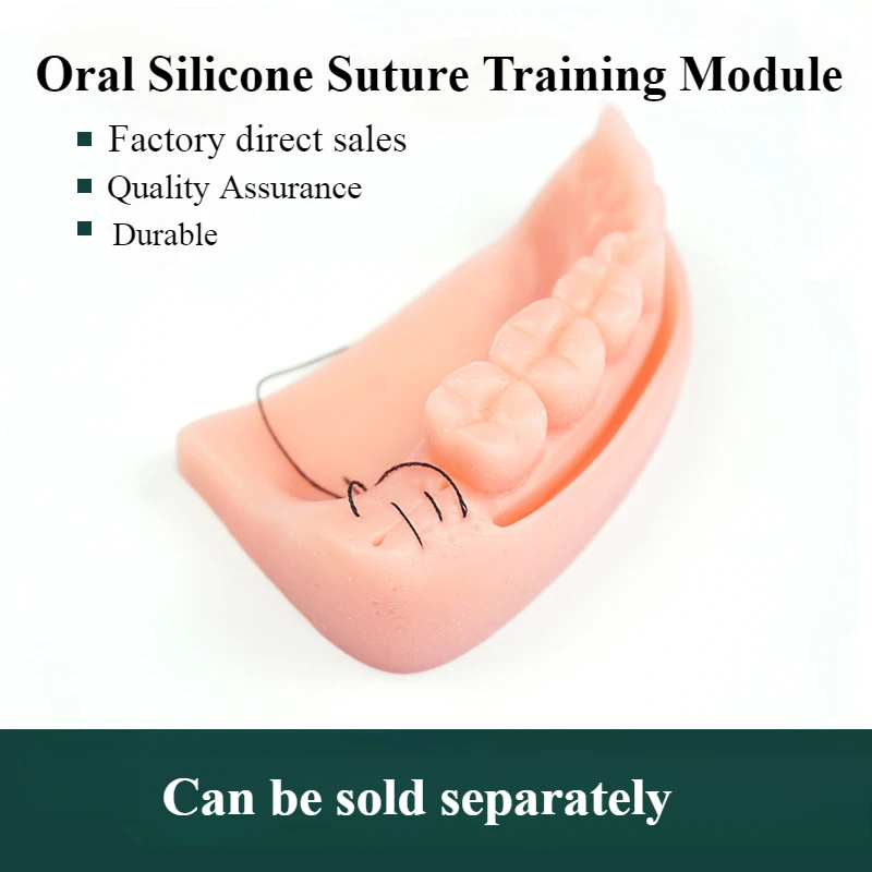 

Oral Suture Practice Model Medical Student Training Suture Module Silicone Material Tooth Gum Combination Model Teeth Whitening