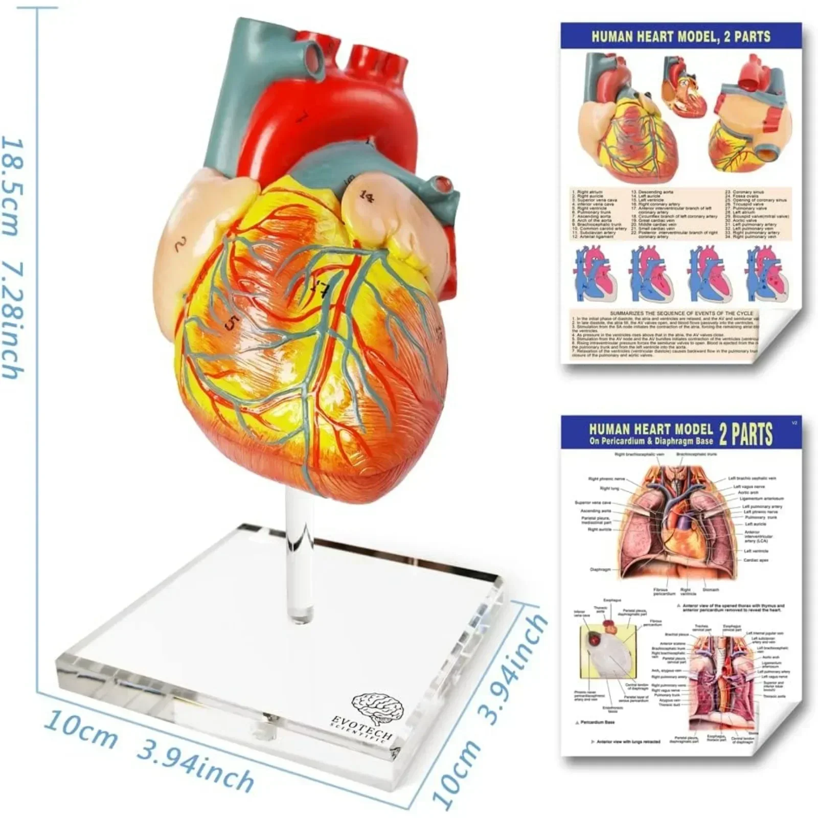 Human Body, Skeleton and Heart Models-Best Anatomy Model Bundle Set of 3 Hands-on