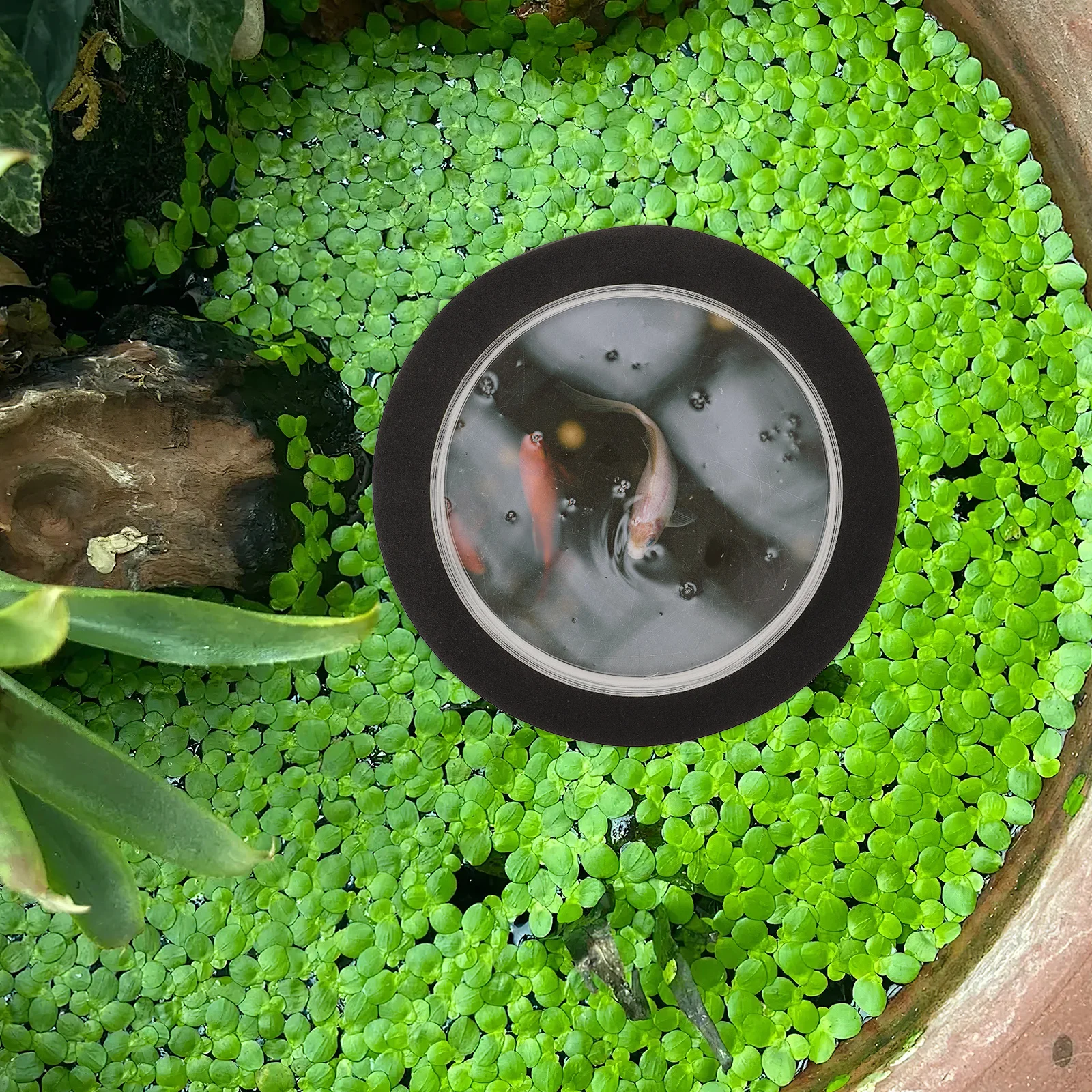 Pond Floating Dome Transparent Fish Habitat Immersive Underwater View Resistant Sturdy Garden Pond Fish Dome Accessory