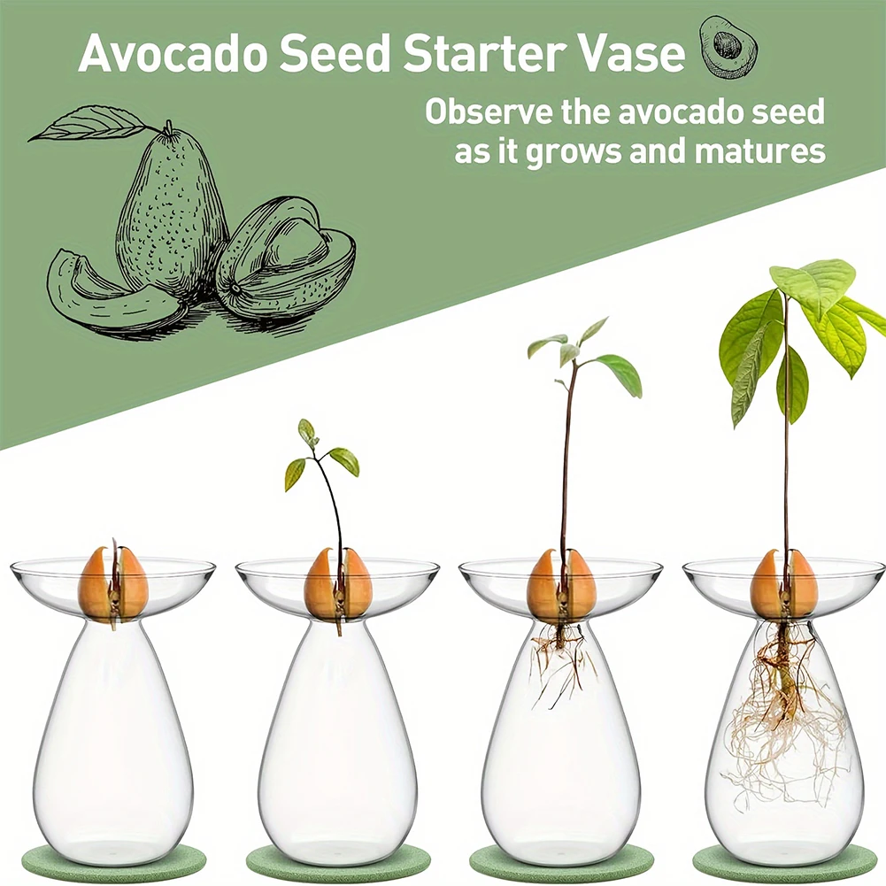 1 Pcs Avocado Hydroponic Vase Transparent Plant Propagation Station Glass Avocado Tree Flower Vase for Balcony Gardening Lovers