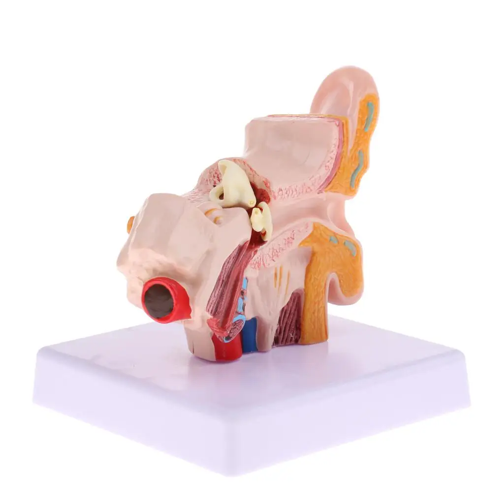 Human Ear Model | 1.5 Compartment Life-size Model with 3 Parts That