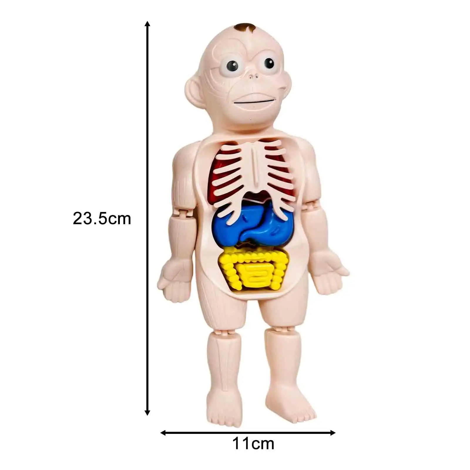 3D quebra-cabeça modelo tronco do corpo humano para crianças, ajuda de ensino realista, ferramenta de ensino para crianças, aprendizagem científica