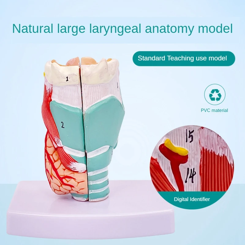 Human Throat Model, Anatomically Accurate Throat Model, Anatomy Classroom Learning Display Teaching -Model