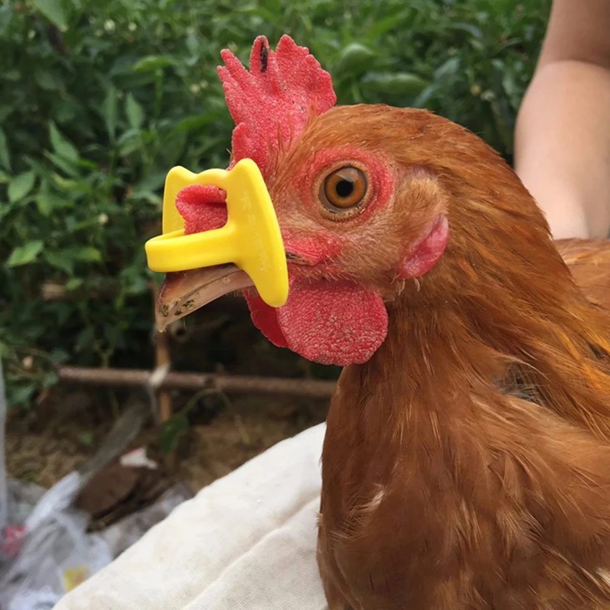 Anti-Pecking Chicken Glasses 8mm Thickened Yellow Plastic Rooster Glasses Preventing Fighting Hair Pecking Poultry Supplies 20Pc