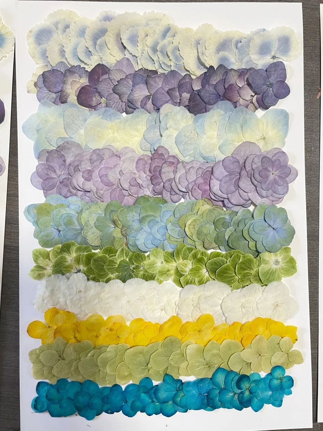 300Pcs Mixed Large Pack Hydrangea Set Real Flowers Pressed Flowers Teaching Materials for Children Resin Dried Flowers Phone Case DIY Photo Frame Stickers Envelope Card Decoration