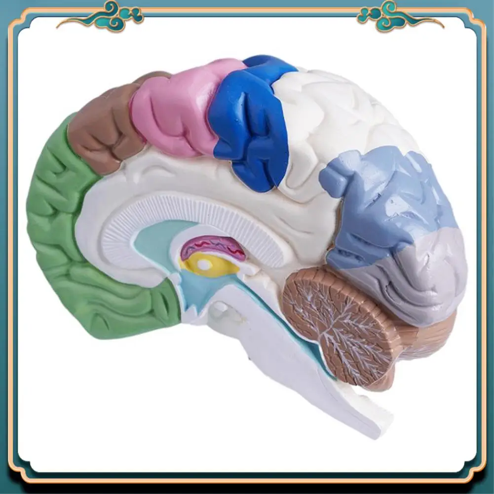 (ใหม่)-มนุษย์ครึ่งสมอง Anatomy ขนาดกายวิภาค,สมองเครื่องมือการสอนใช้,หลอดเลือดแดงสมองรุ่น