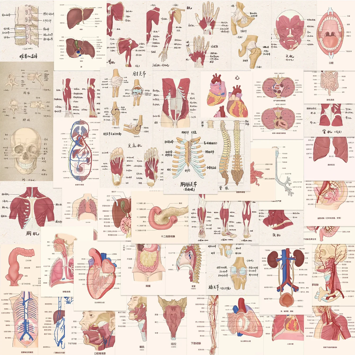 10/50pcs Cartoon Human Organ Medical Anatomy Stickers for Luggage Laptop Diary Bottle Phone Graffiti Waterproof Cool Sticker