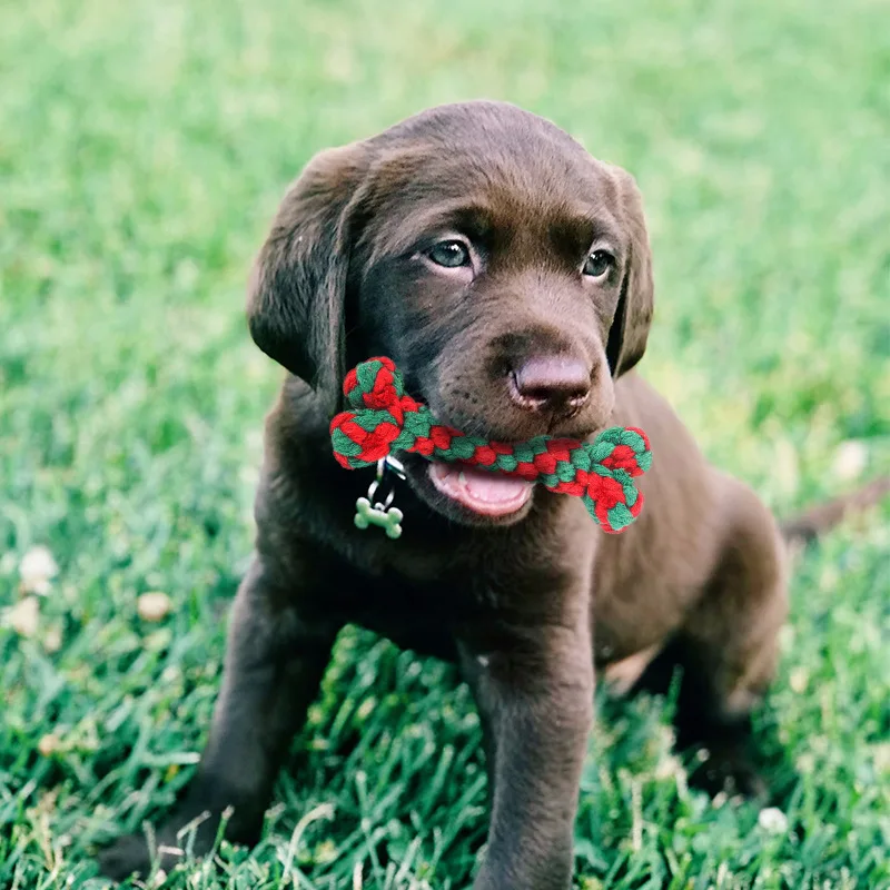 عيد الميلاد لعبة على شكل كلب الحيوانات الأليفة القطن حبل عقدة ألعاب الكلاب التفاعلية الكرة لجرو تشيهواهوا الكلاب الكبيرة فرشاة الأسنان مضغ الكلب الملحقات