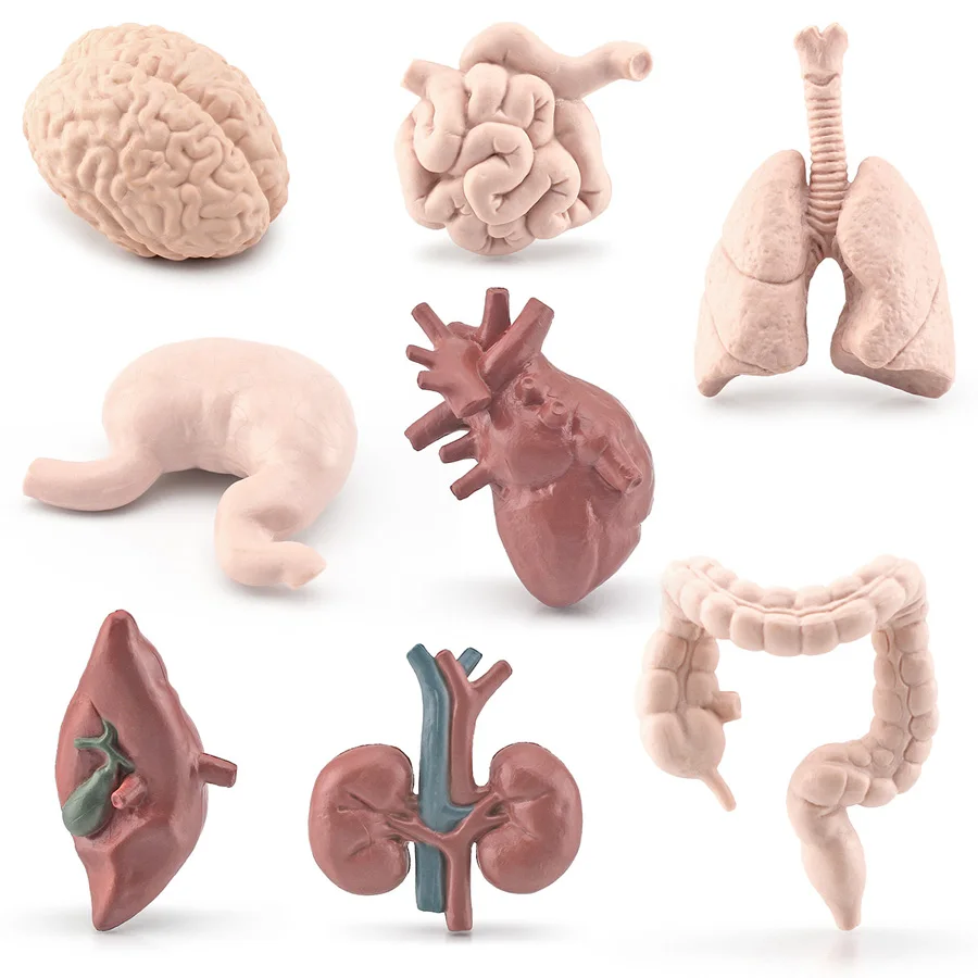 Simulation Human Body Organs Hand Painted Human Body Model Figure Miniature Developmental Science Learning Educational Kids Toys