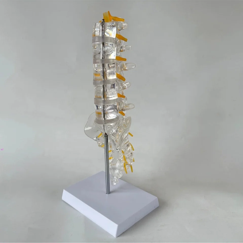 Medical Human Body Transparent Lumbar Spine Coccyx Model Human Bone Model