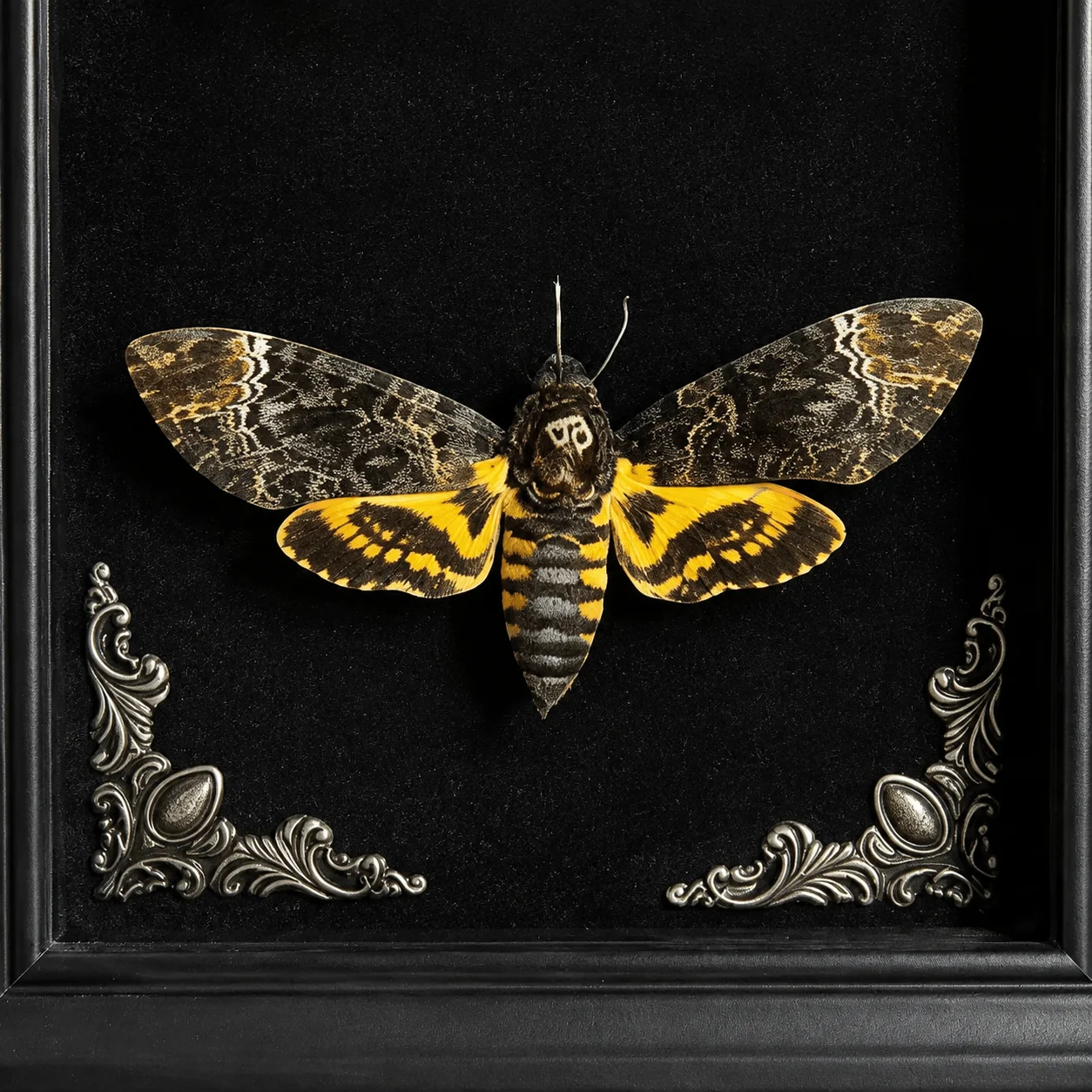 Framed Death Head Moth, Dual Moth Gothic Shadow Box, Halloween Oddity Decor for Dark Home Curiosity Display Gift