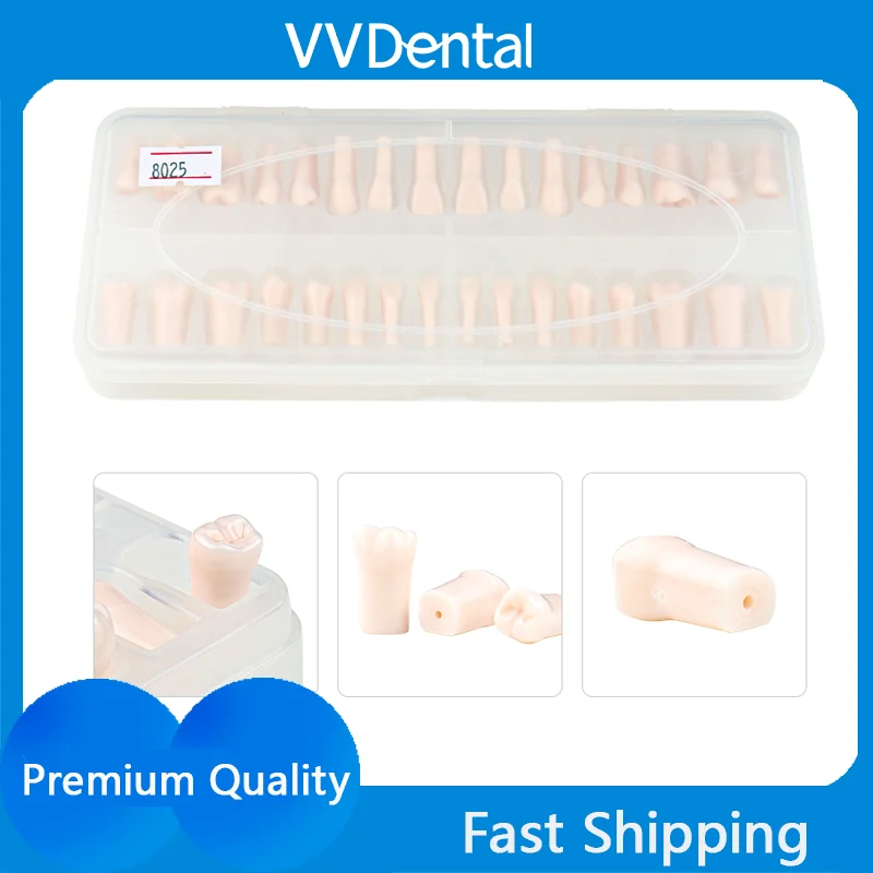 VVDental 32pc Full-Mouth Teeth Model Simulation Resin Teeth Realistic Oral Teaching Tool for Dentistry Student Practice Training