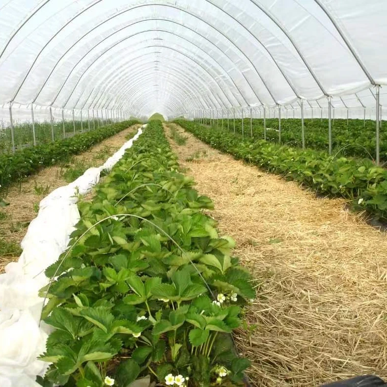 تخصيص الدفيئة 8x20 م البلاستيك الزراعي/التجاري برعاية واحدة الطماطم نفق بولي الدفيئة البناء في الصين