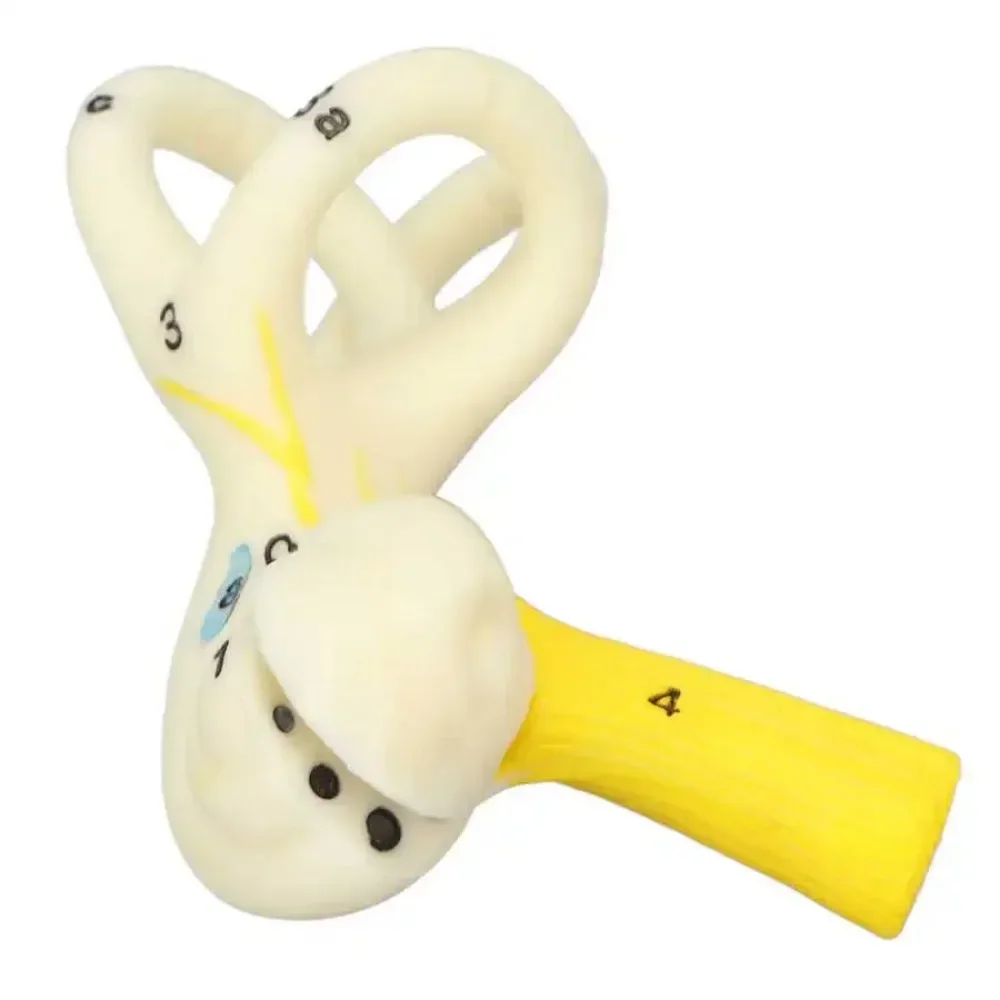 

Ear Semicircular Canal Cochlea Anatomical Model Ear Labyrinth Human Ear Model Inner 5X Magnification Clear Model