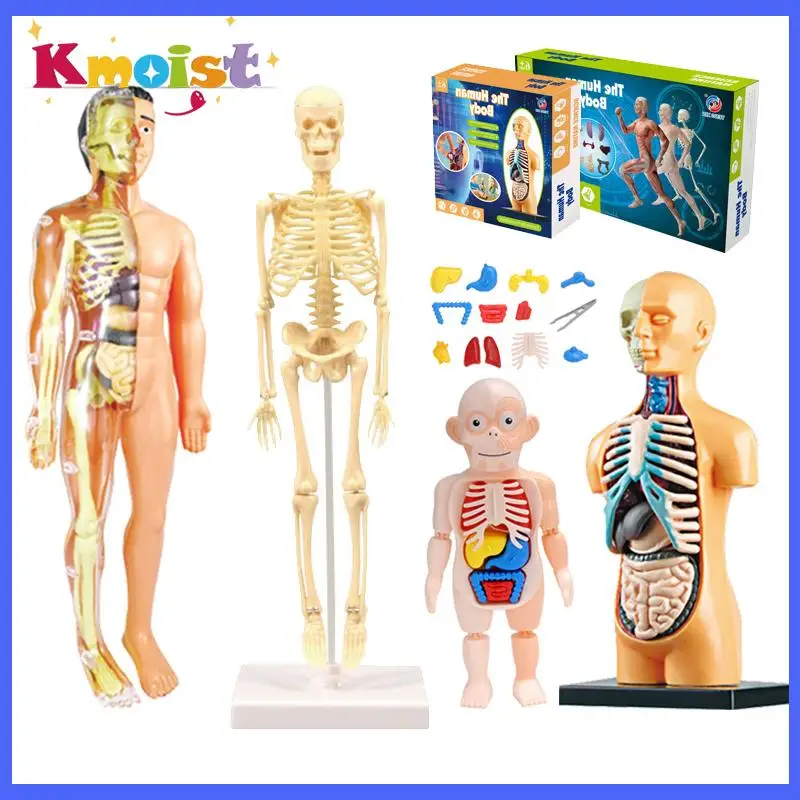 

Kids STEM toy Human Skeleton Experimental Organ Motor Brain Assembly Model Human Torso Body Anatomy Model Toys Gift for Chridren