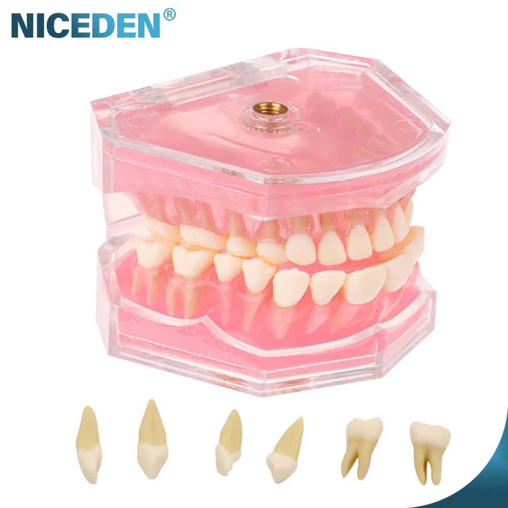 

Dental Model Soft Gum Dental Teaching Model With Removeable Teeth For Dentist Student Studying Training Dentistry Teeth Models