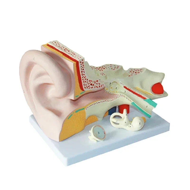 3X Human Ear Amplified Anatomy 3d Model Display Show The Ear Structure for Hearing Aid Clinics Ear Canal 155*265*205mm