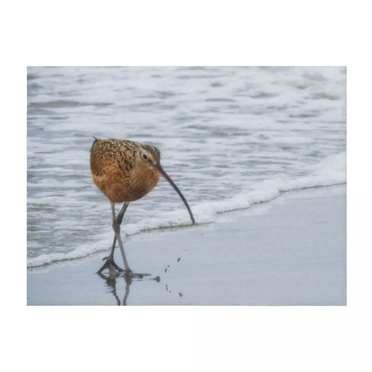 

Long Billed Curlew Throw Blanket manga funny gift decorative Polar Blankets