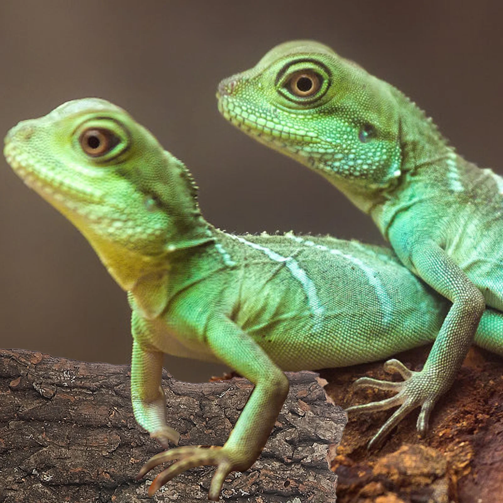 

4Pcs Natural Cork Bark Flat Reptile Terrarium Background Decoration For Water Tank Pet Reptile Bark Climbing Tree Bark Decor