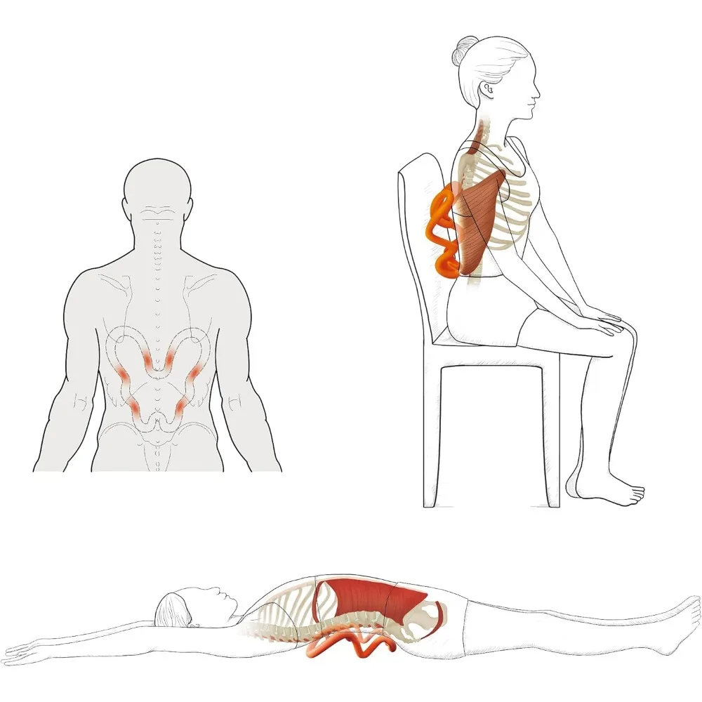 Pemijat tisu bahu dalam, alat pelepas Psoas, nyeri pisau bahu pelepasan titik pemicu Myofascial, Levator Scapulae