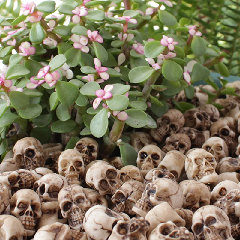 ●   20 stuks Mini Schedels Hal - Bonsai Garden Ideas recensie en prijs