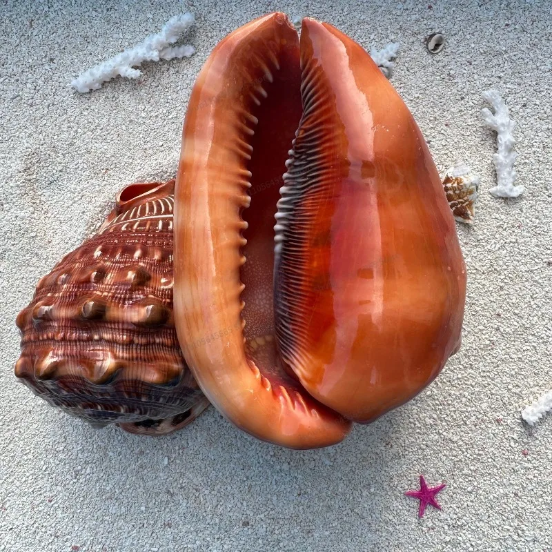 For natural shell conch starfish, fish tank landscaping decorative shell conch wind chimes