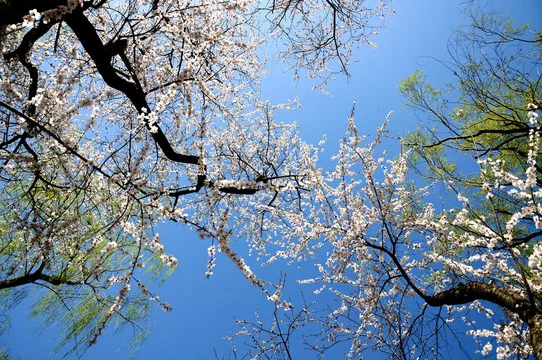 

Колеса и шины 1.9 Beadlock для радиоуправляемых краулеров 1/10 (TRX, Axial TRX4, SCX10 II/III, Redcat Gen 8) – для бездорожья, грязи и камней