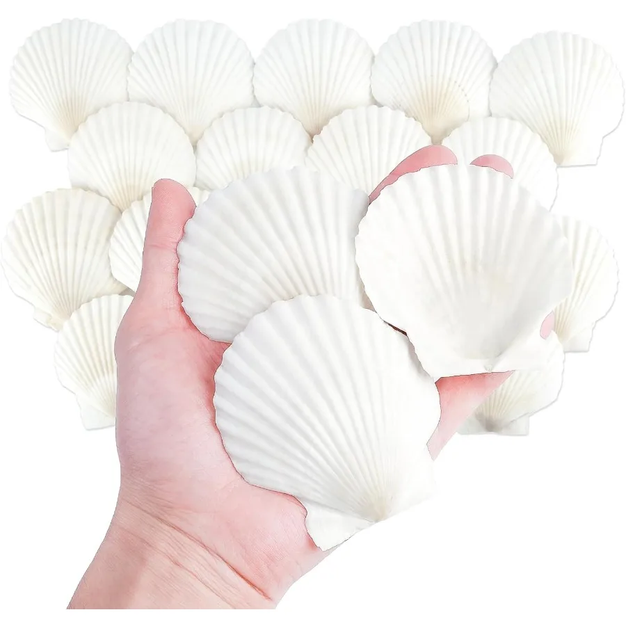 

20 PCS tural Scallop Shells for Crafts 3 Ih White Seashell Decor for Home Sea Shells for Decorating Painting Baking Beach Weddi
