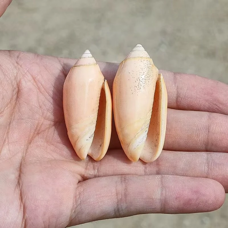Crystal Torreya Snail Natural Shell Conch Orange Torreya Fish Tank Landscaping Decoration Rare Collection Specimen Material