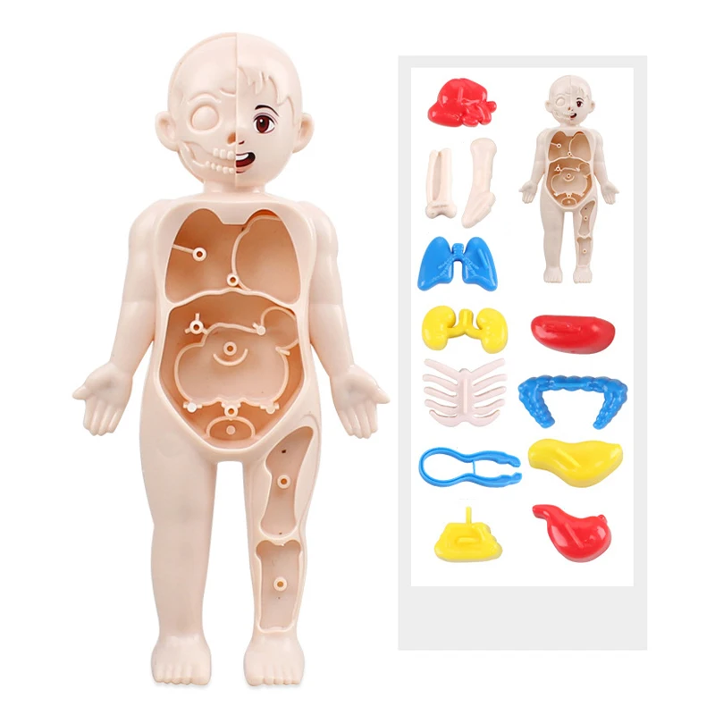 Juego de 13 Uds de juguetes Montessori para niños, educación científica, modelo de anatomía de órganos del cuerpo humano, juguetes médicos