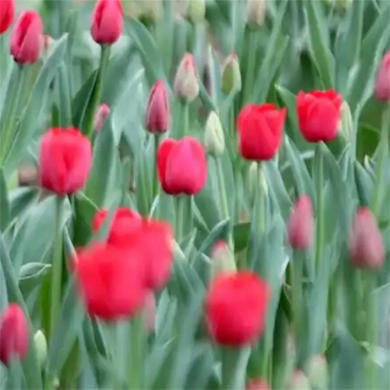 nouvelle-pince-a-cheveux-3d-en-forme-de-nœud-pour-enfants-avec-maille-a-pois-pour-petites-filles-style-coreen-accessoires-mignons-pour-cheveux