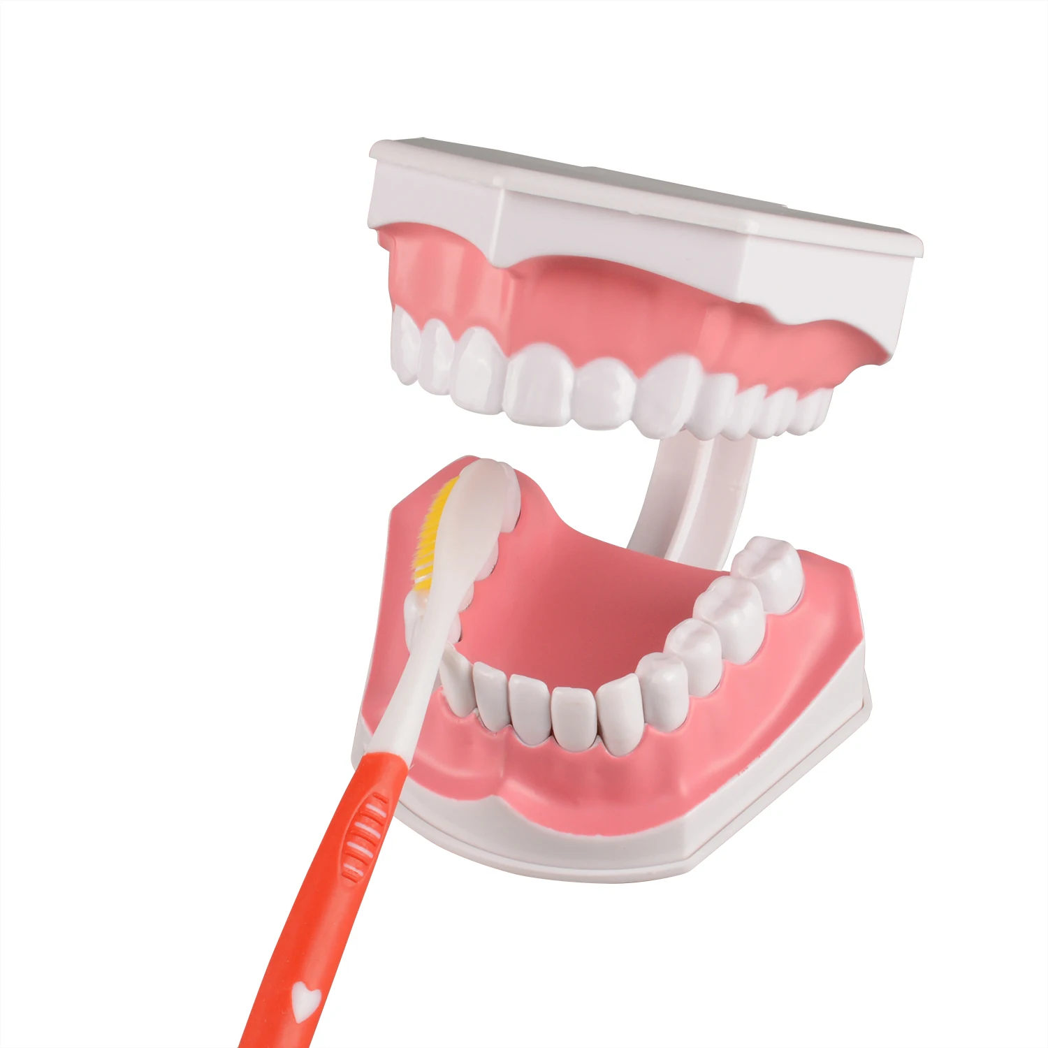 Ultrassist Giant Teeth Dental Demonstration Model with Toothbrush,Enlarged 2 Times Standard Size Mouth Model, Denture Teaching