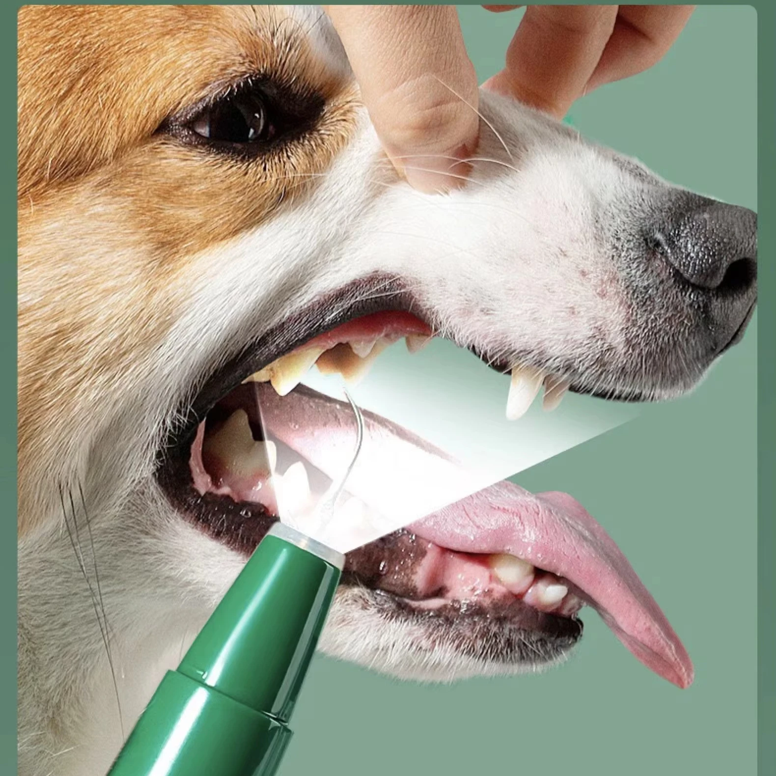 

Поддержка OEM/ODM: Портативная электрическая зубная щетка для ухода за полостью рта домашних животных / Оборудование для чистки зубов