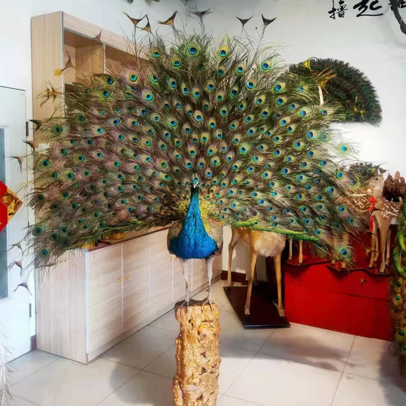 Peacock specimen ornaments, living room, hotel decoration, home handicrafts, real feathers, landing boutique prop models